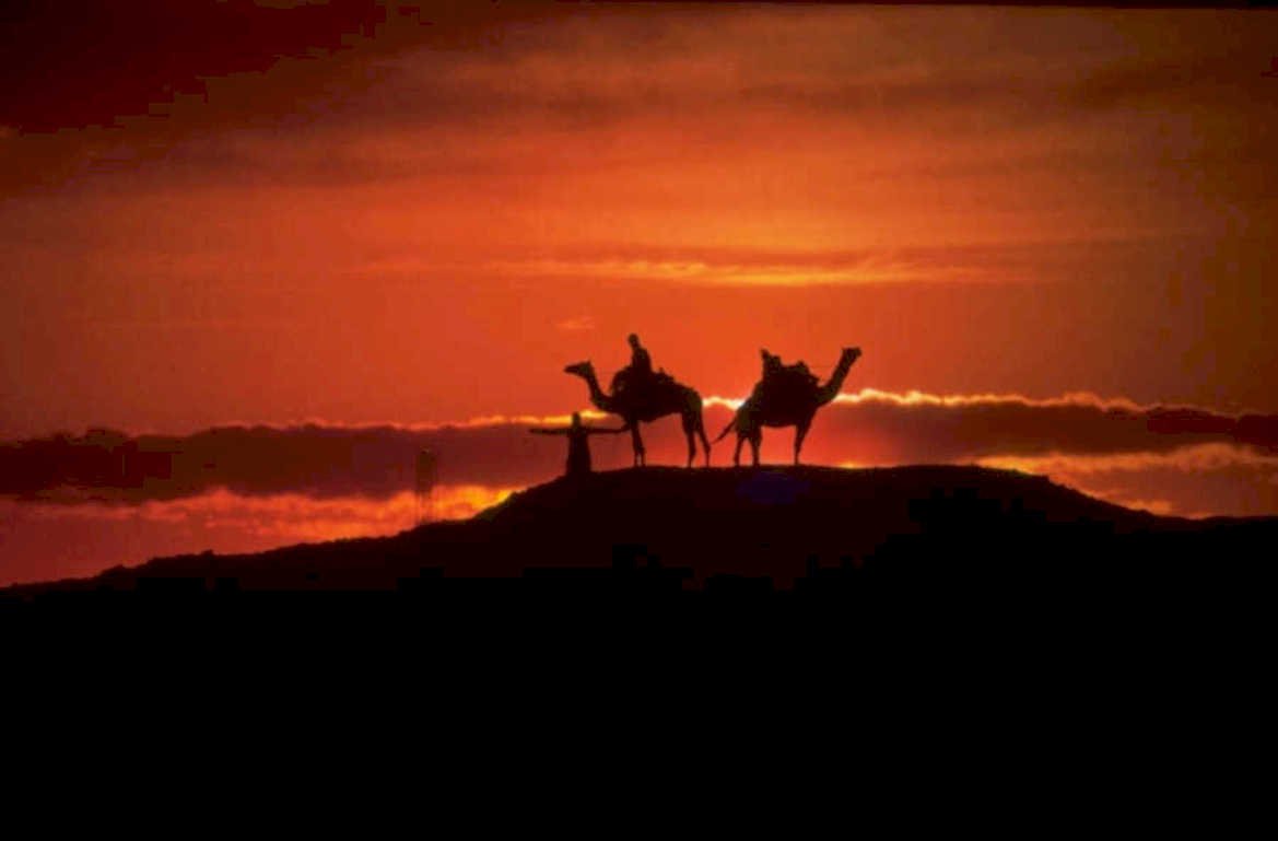 desert camels sunset 1980s 1990s A4 Photo Print