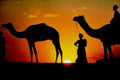 desert camels sunset1980s 1990s A4 Photo Print