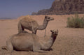 desert camels wadi 1980s 1990s A4 Photo Print