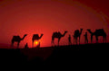 desert caravan sunset 1980s 1990s A4 Photo Print