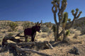 desert donkey joshua 1980s 1990s A4 Photo Print