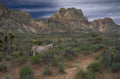desert donkey redrock 1980s 1990s A4 Photo Print
