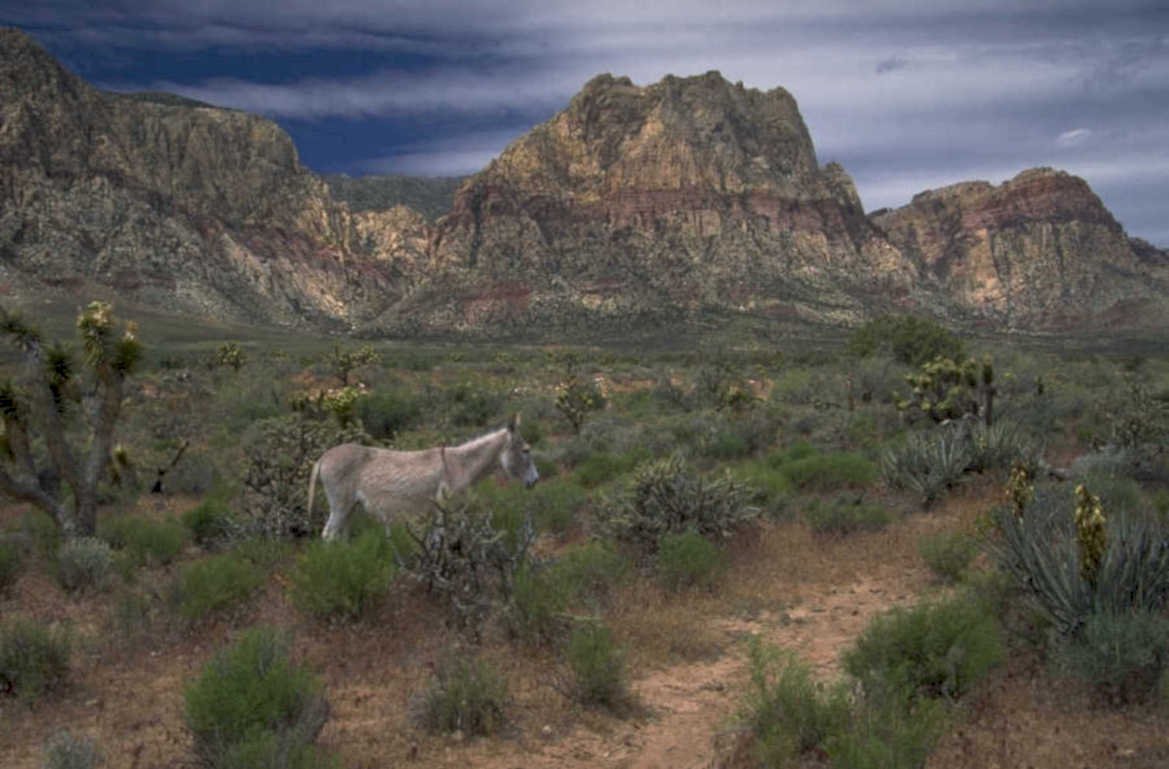 desert donkey redrock 1980s 1990s A4 Photo Print