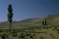 desert dunes sheep 1980s 1990s A4 Photo Print