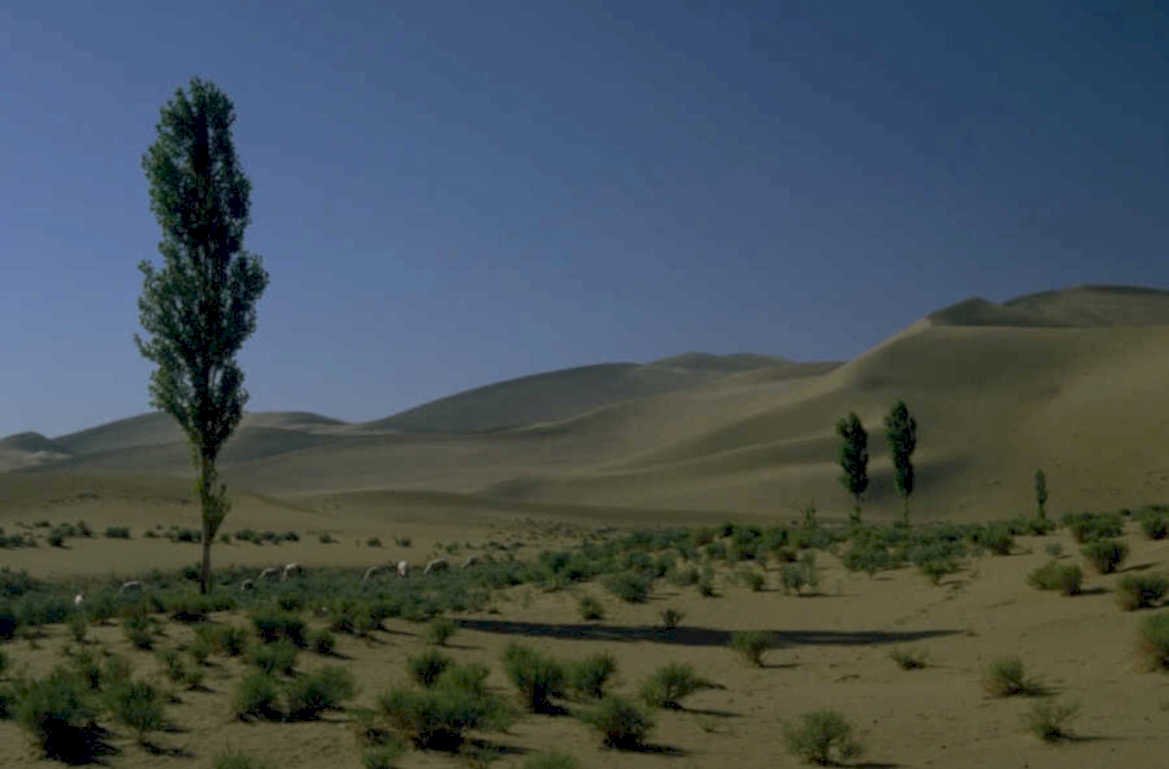 desert dunes sheep 1980s 1990s A4 Photo Print