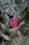 desert flower opuntia 1980s 1990s A4 Photo Print