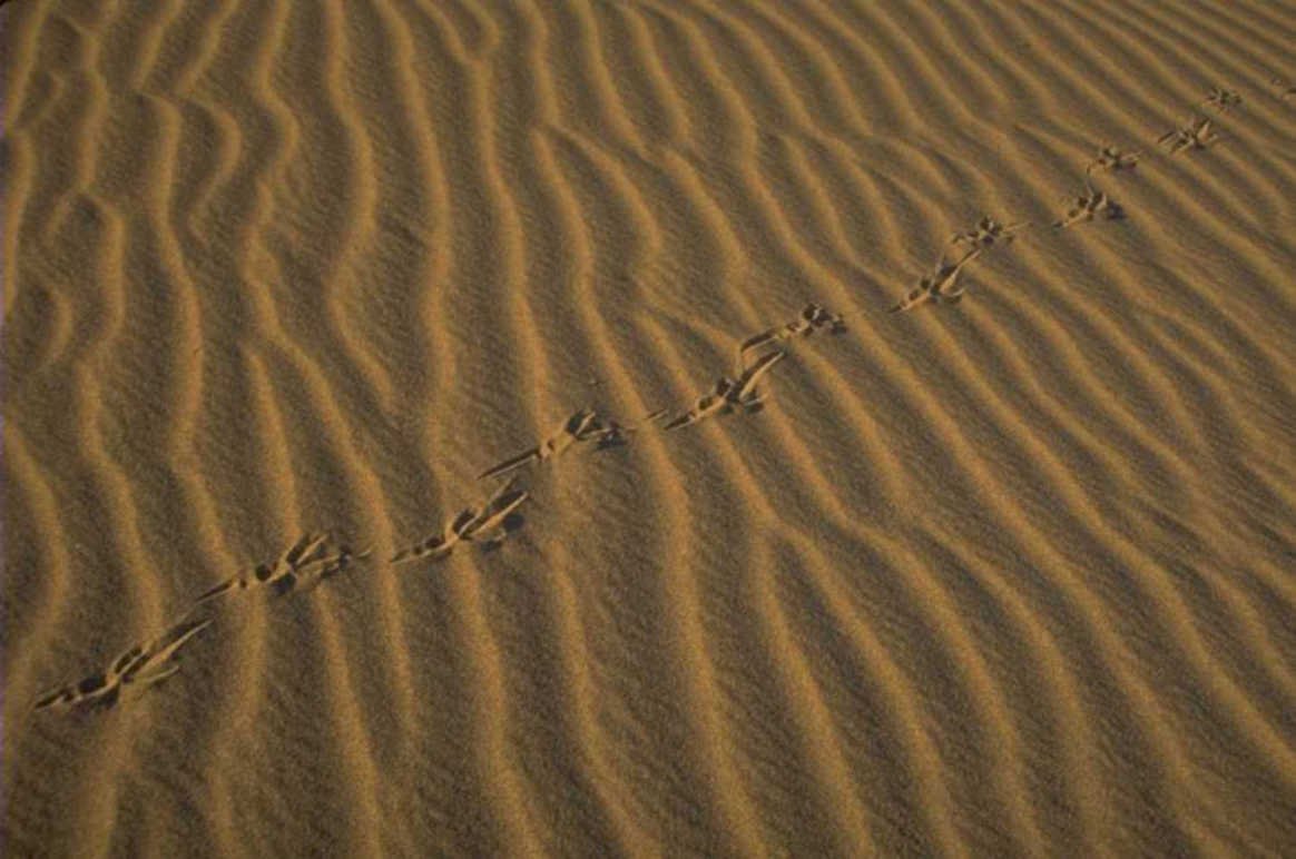 desert footprints dunes 1980s 1990s A4 Photo Print