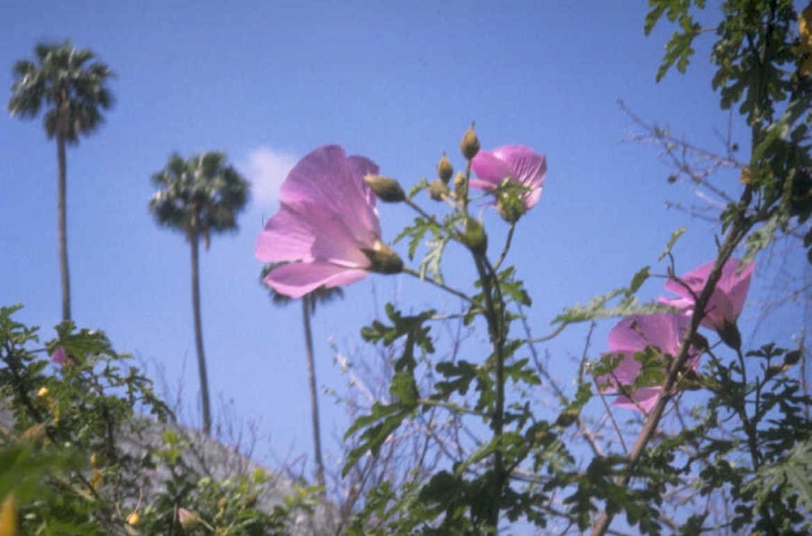 desert hibiscus bloom 1980s 1990s A4 Photo Print