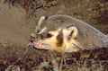 desert kangaroo rat 1980s 1990s A4 Photo Print