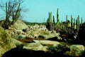 desert landscape deer1980s 1990s A4 Photo Print