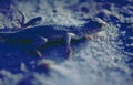 desert lizard texture Vintage A4 Photo Print