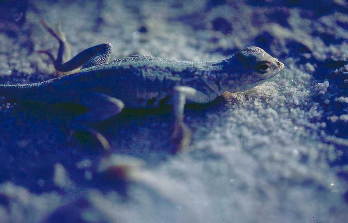 desert lizard texture Vintage A4 Photo Print