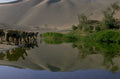 desert oasis caravan 1980s 1990s A4 Photo Print