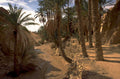 desert oasis palm 1980s 1990s A4 Photo Print