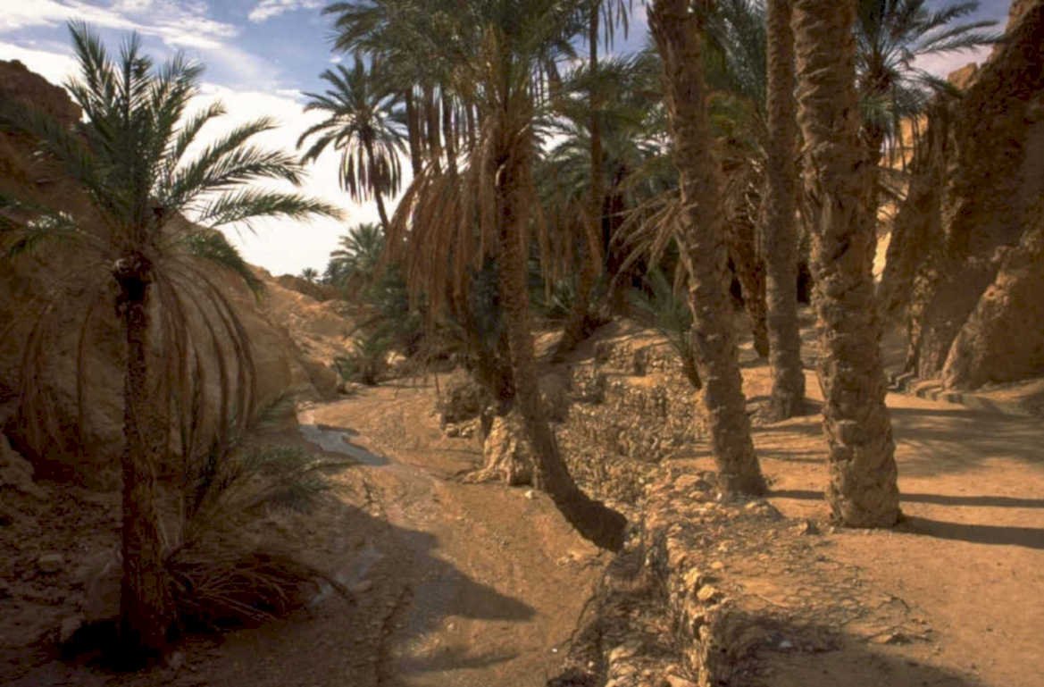 desert oasis palm 1980s 1990s A4 Photo Print