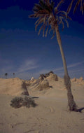 desert palm dunes 1980s 1990s A4 Photo Print