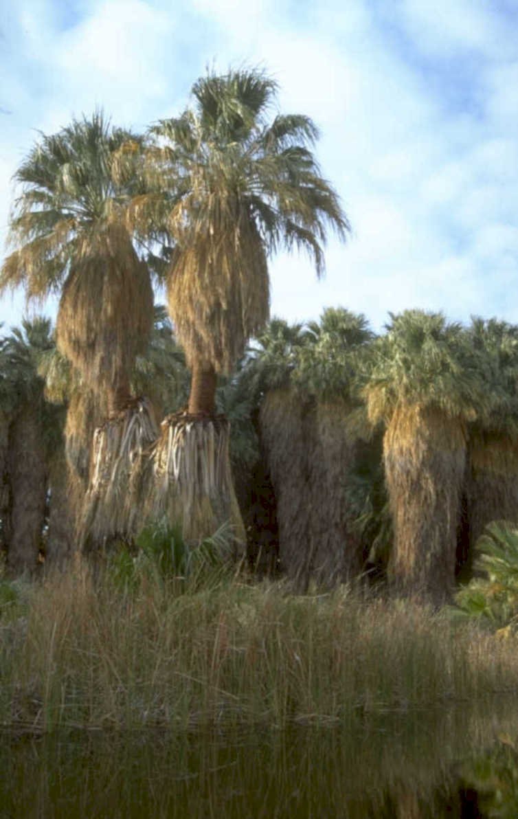desert palm grove 1980s 1990s A4 Photo Print