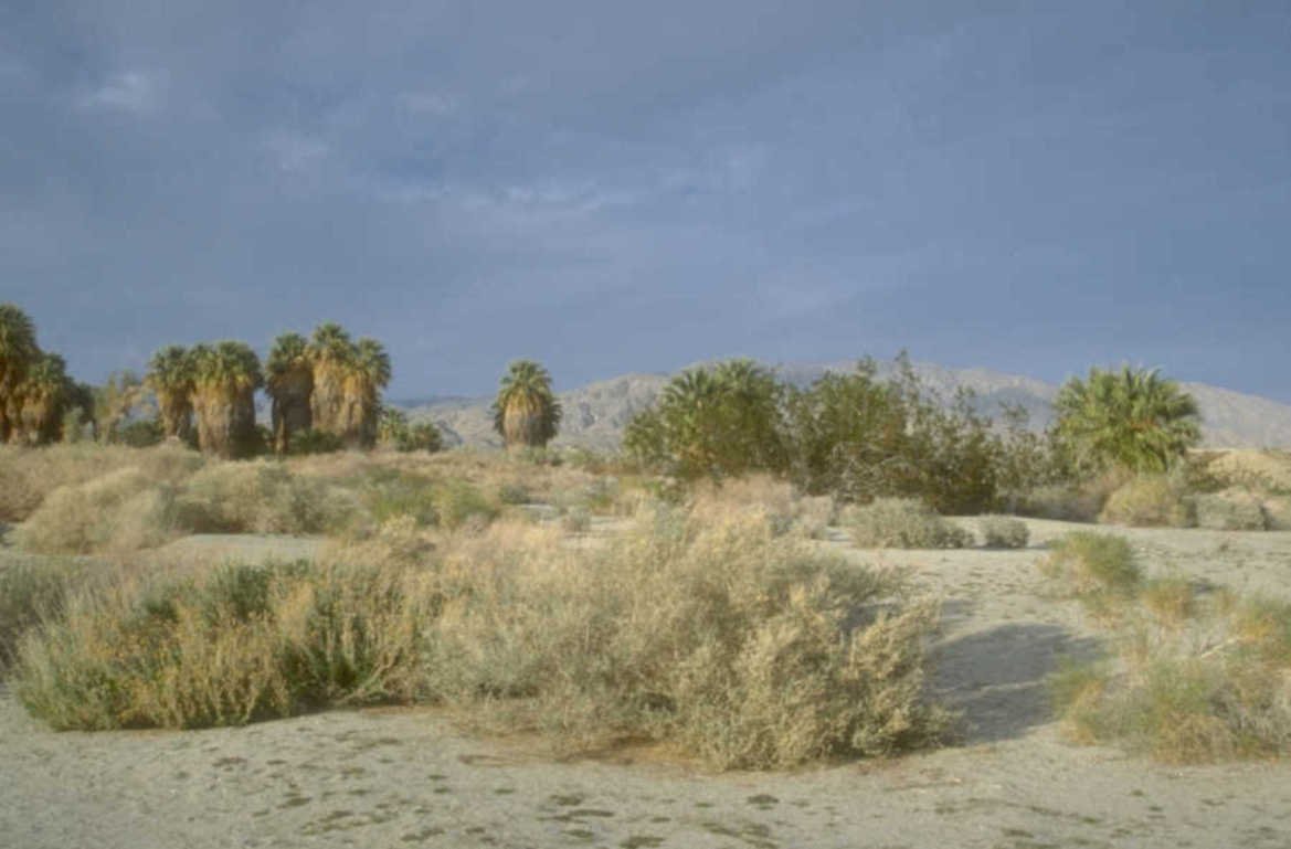 desert palm mountains 1980s 1990s A4 Photo Print