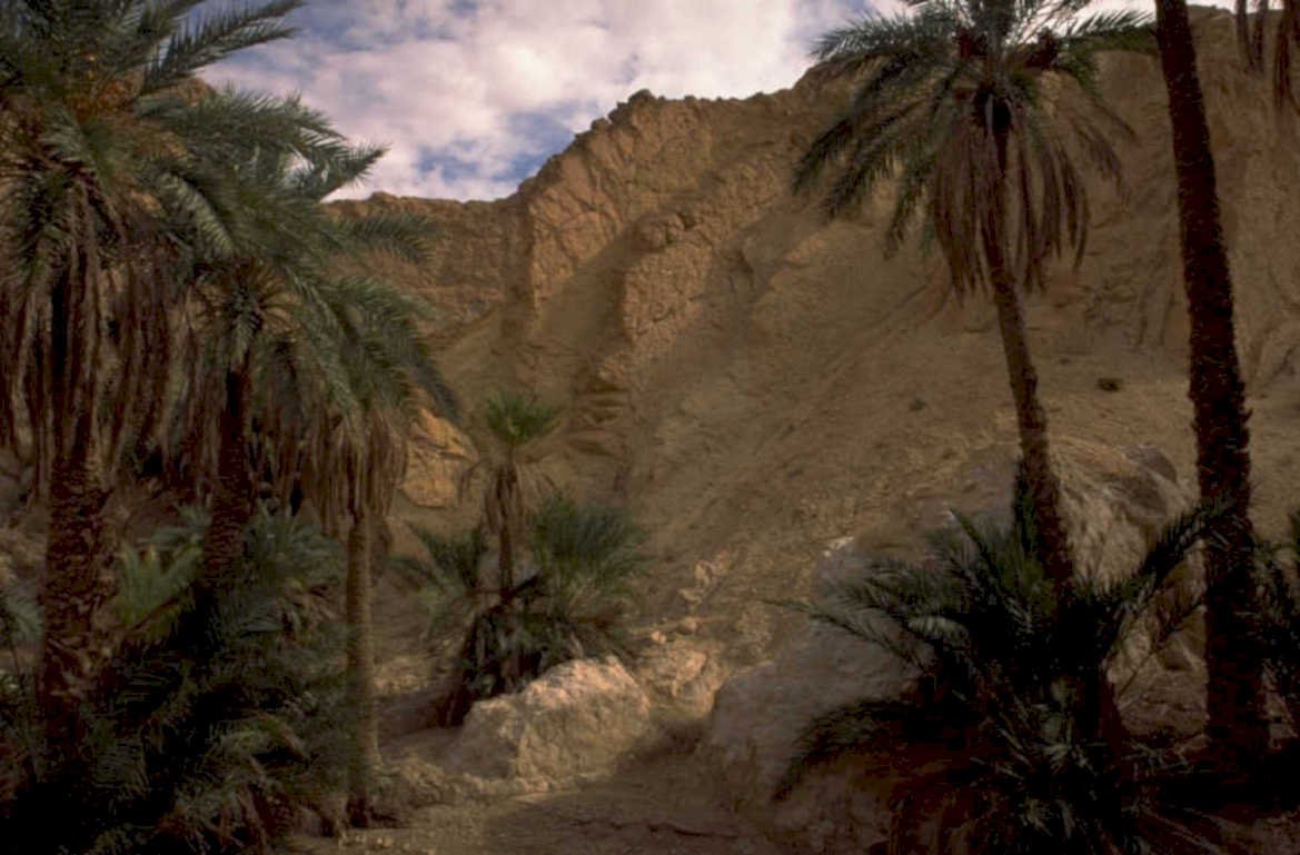desert palm oases 1980s 1990s A4 Photo Print