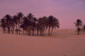 desert palm trees 1980s 1990s A4 Photo Print