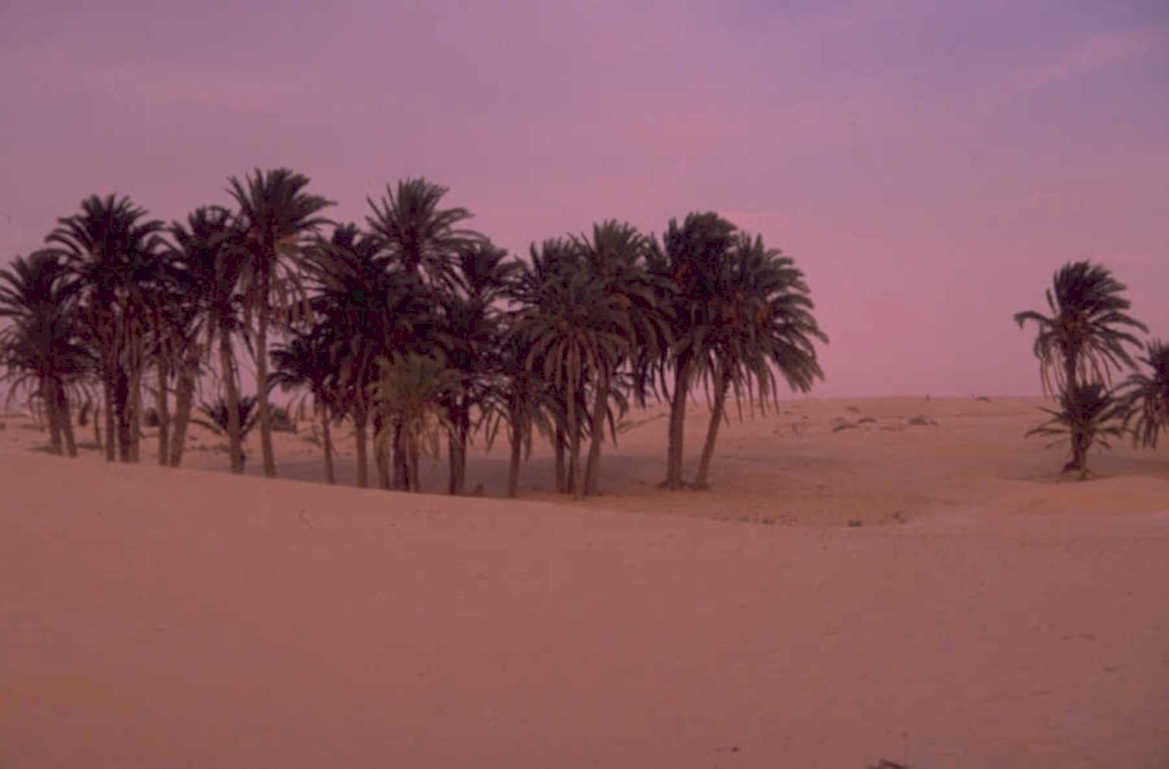 desert palm trees 1980s 1990s A4 Photo Print