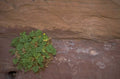 desert plant redrock 1980s 1990s A4 Photo Print
