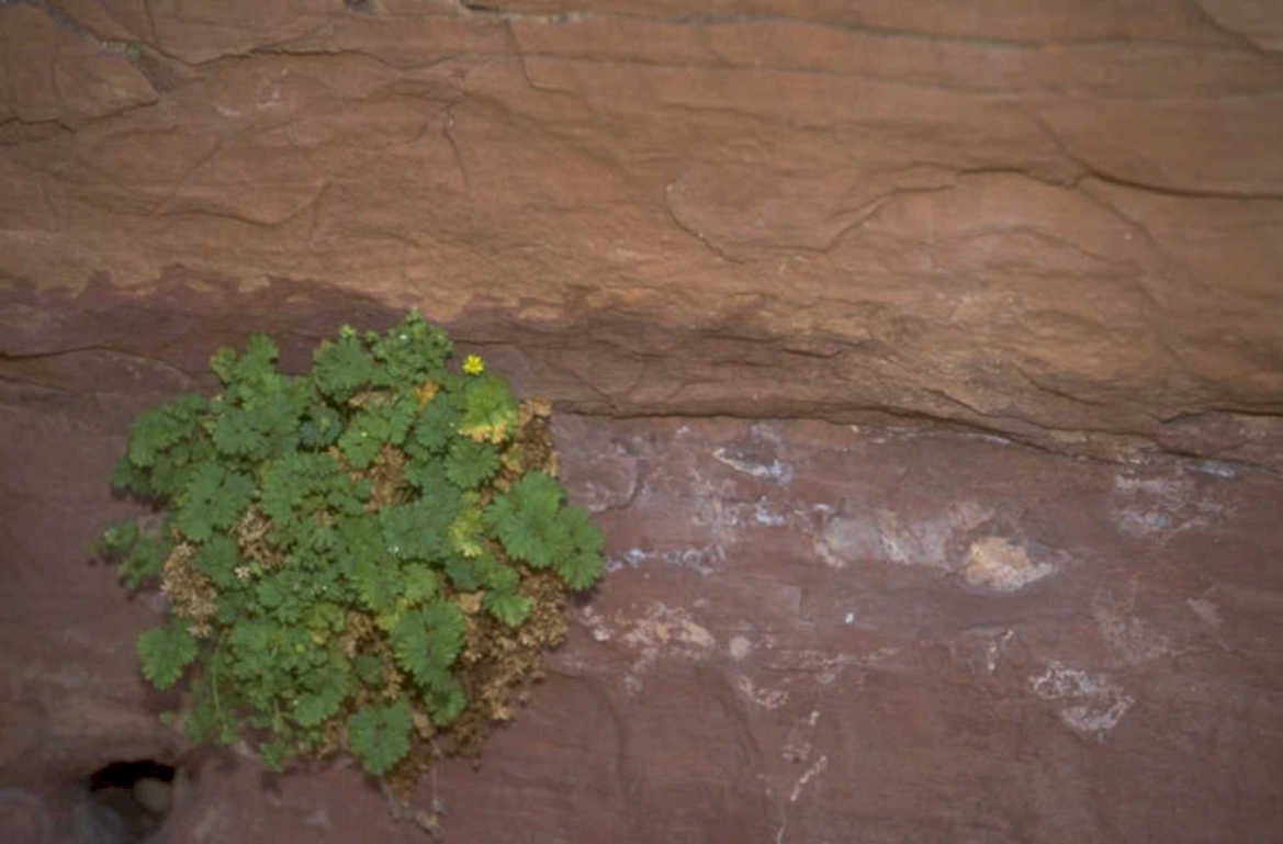 desert plant redrock 1980s 1990s A4 Photo Print