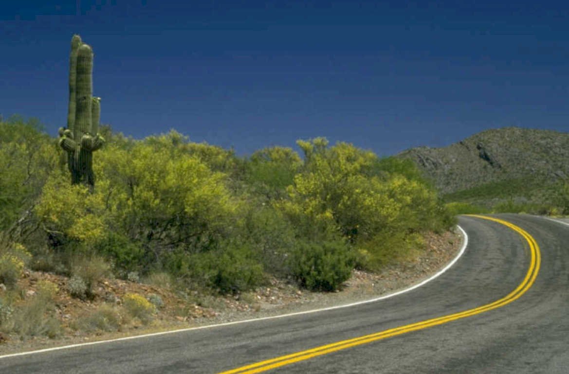 desert road saguaro 1980s 1990s A4 Photo Print