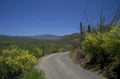 desert road saguaros 1980s 1990s A4 Photo Print