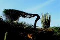 desert shrub cactus1980s 1990s A4 Photo Print