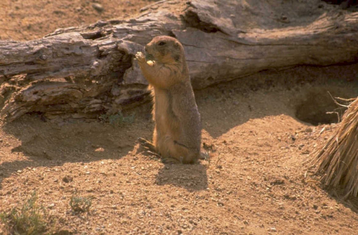 desert squirrel ground 1980s 1990s A4 Photo Print