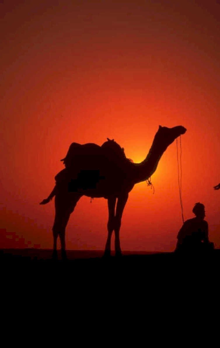 desert sunset camel 1980s 1990s A4 Photo Print