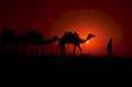 desert sunset camels 1980s 1990s A4 Photo Print 42