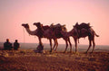 desert sunset camels 1980s 1990s A4 Photo Print