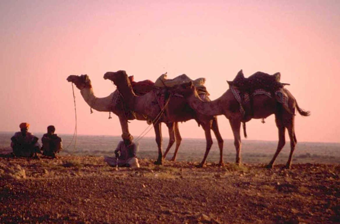 desert sunset camels 1980s 1990s A4 Photo Print