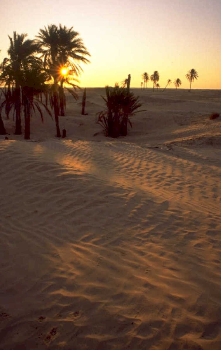desert sunset palm 1980s 1990s A4 Photo Print