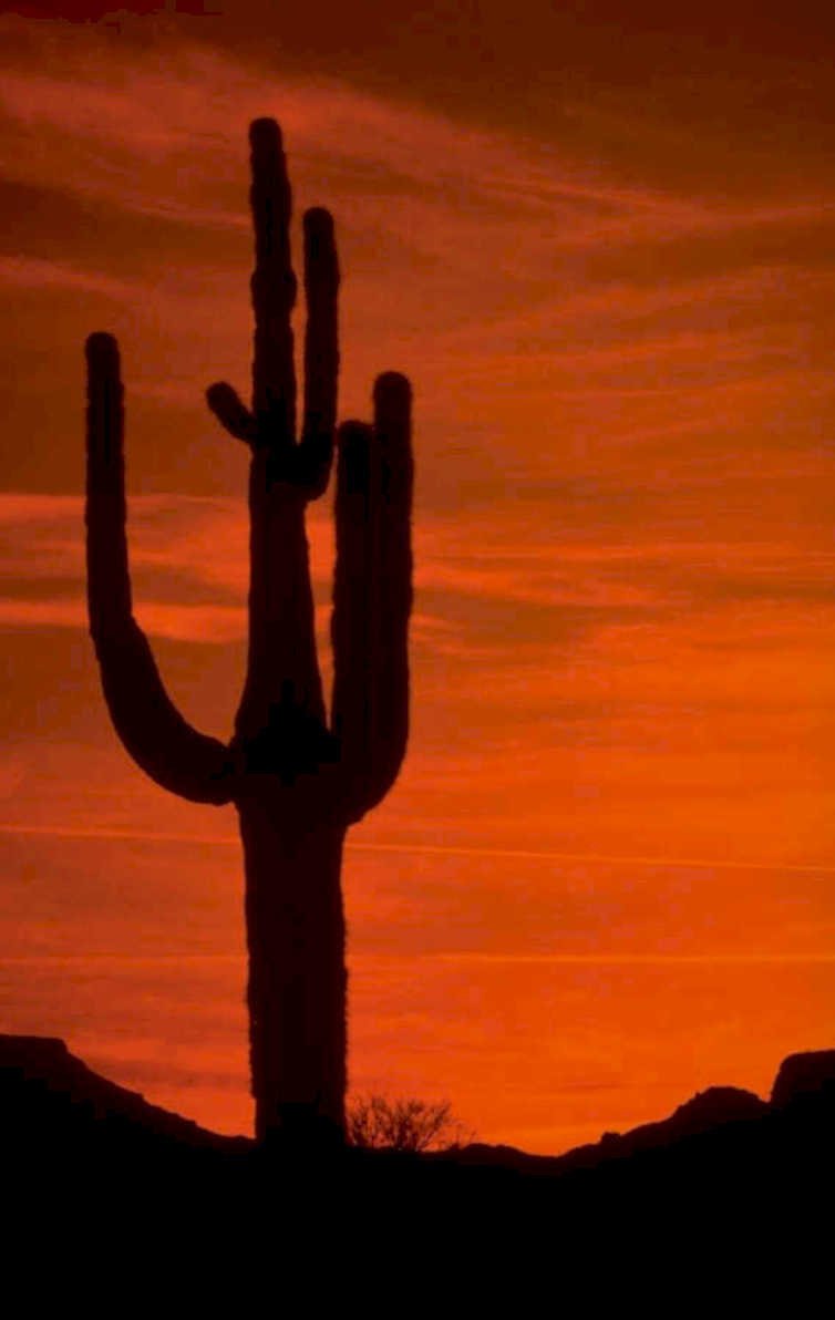 desert sunset saguaro 1980s 1990s A4 Photo Print