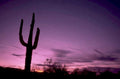 desert sunset saguaro 2 1980s 1990s A4 Photo Print