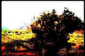 desert sunset trees Vintage A4 Photo Print