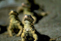 desert tortoise group1980s 1990s A4 Photo Print