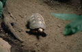 desert tortoise habitat Vintage A4 Photo Print