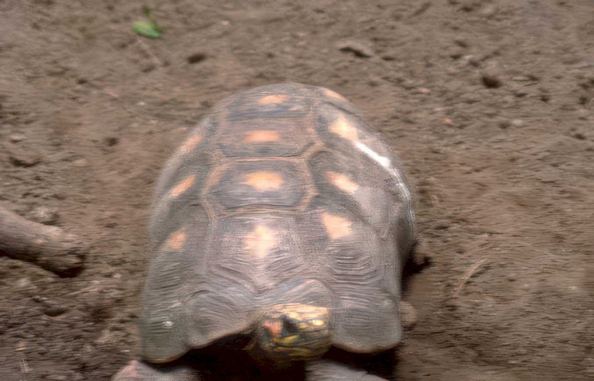 desert tortoise portrait Vintage A4 Photo Print