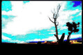 desert tree sky Vintage A4 Photo Print