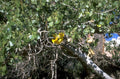 desertwillow flowers whitebark 1980s 1990s A4 Photo Print