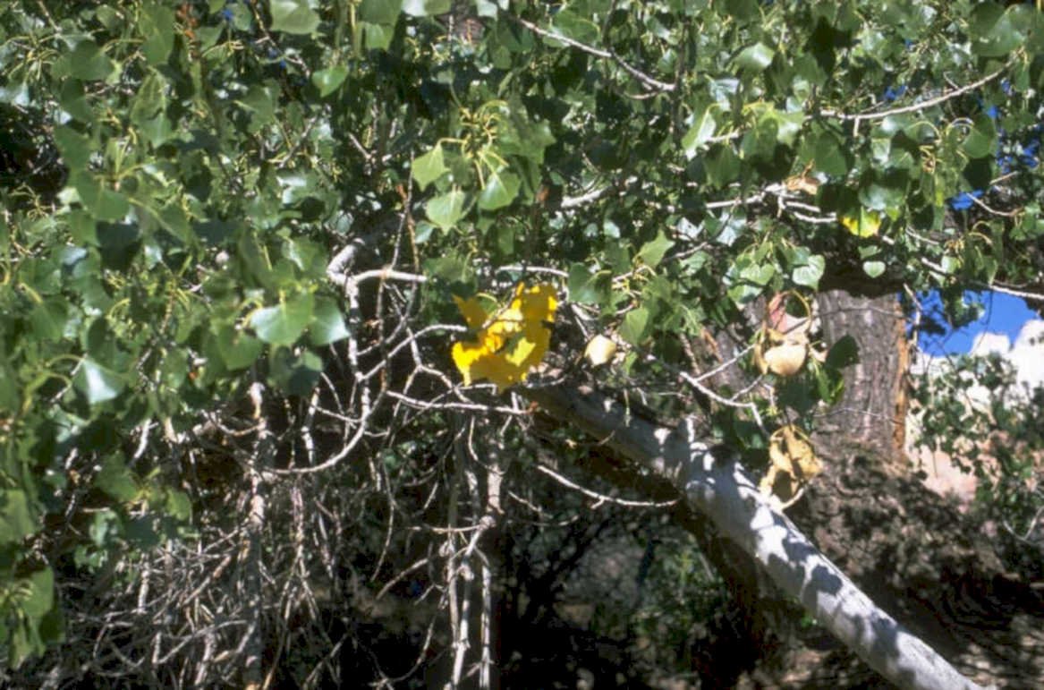 desertwillow flowers whitebark 1980s 1990s A4 Photo Print