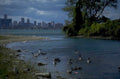 detroit skyline geese 1980s 1990s A4 Photo Print