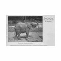 deutschland berlin zoologischer garten elefant Vintage A4 Photo Print