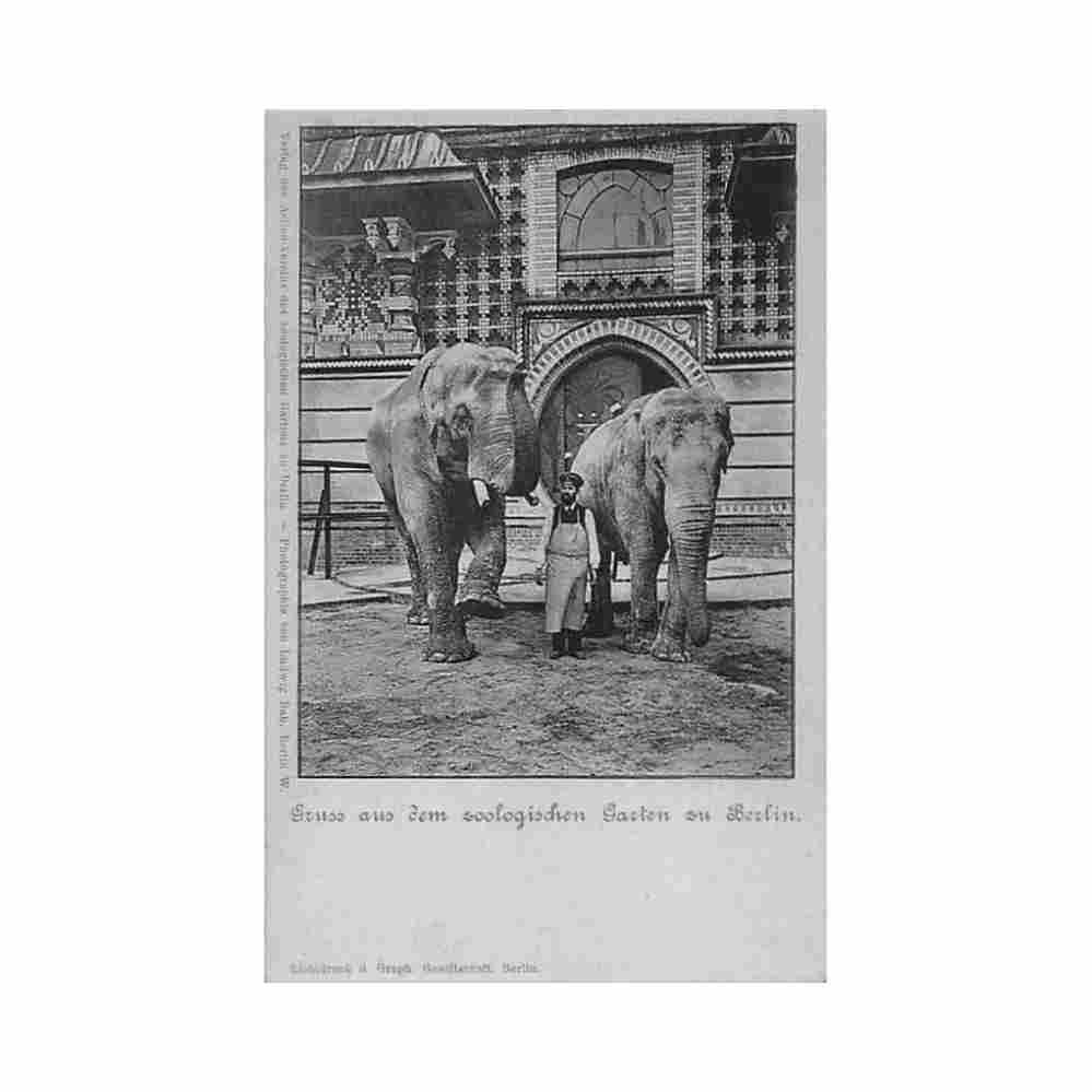 deutschland berlin zoologischer garten elefanten Vintage A4 Photo Print