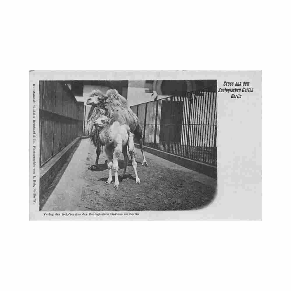 deutschland berlin zoologischer garten kamel Vintage A4 Photo Print