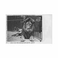 deutschland berlin zoologischer garten lowe Vintage A4 Photo Print